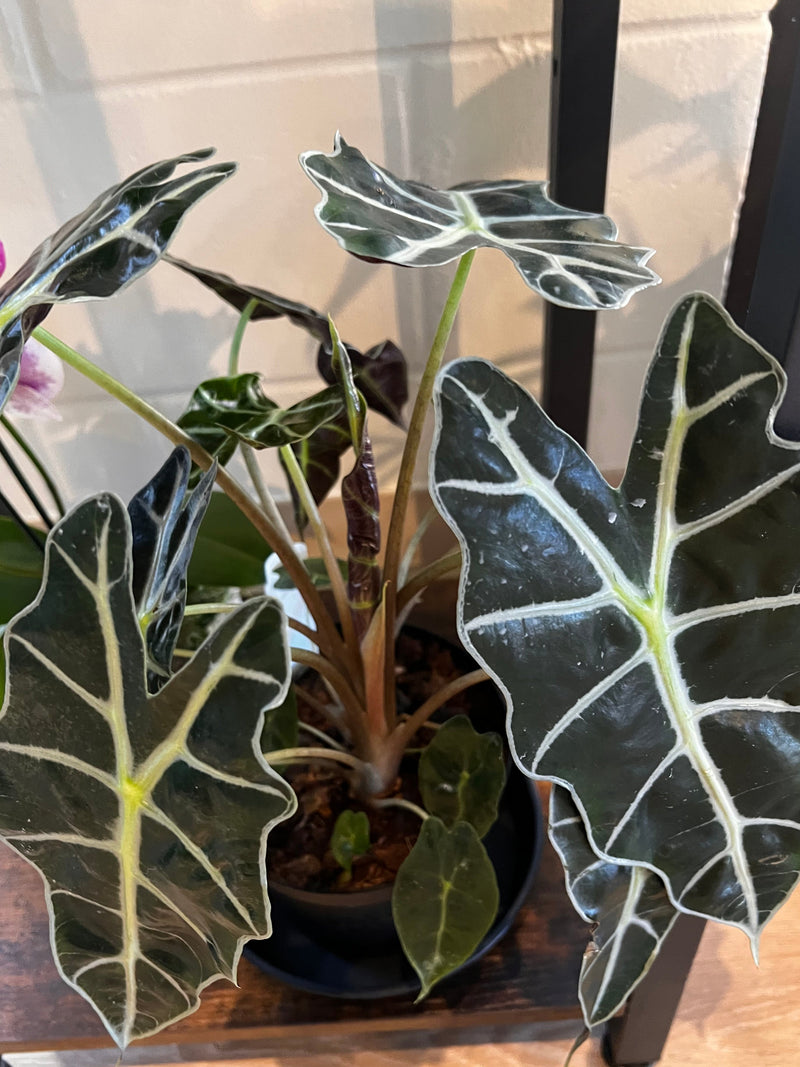 Alocasia