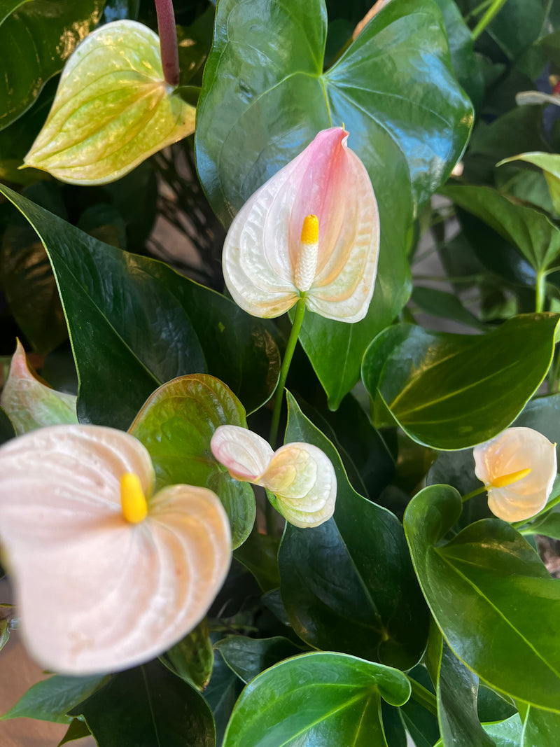 Anthurium