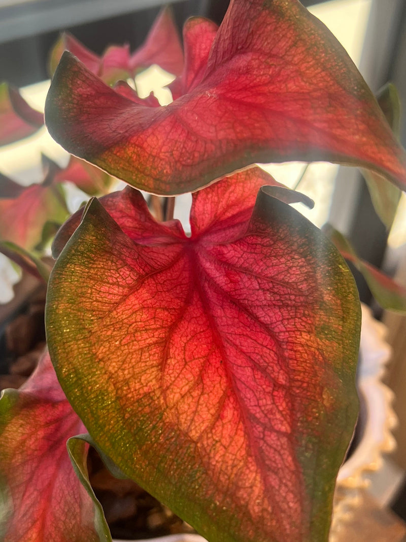 Caladium