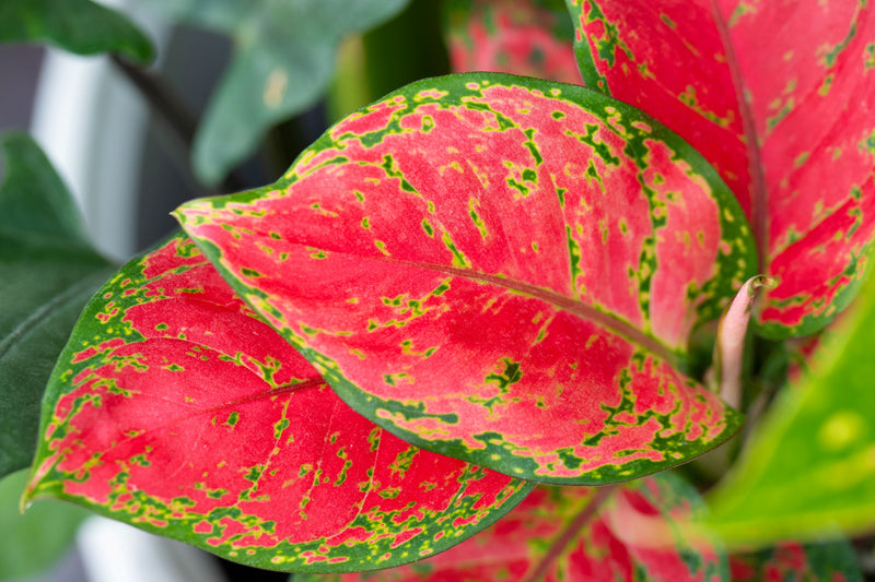 Aglaonema
