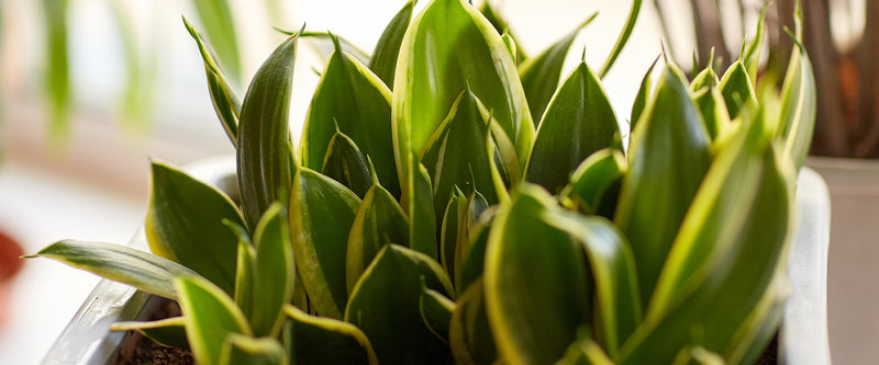 Sansevieria