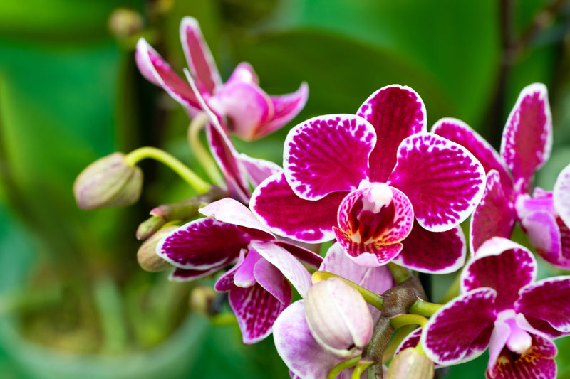 Orchids