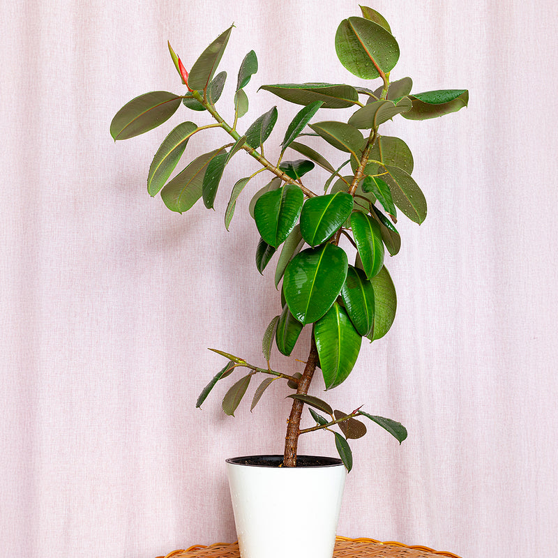 Ficus